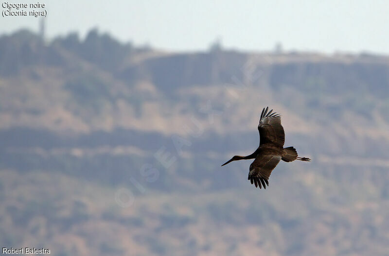 Cigogne noire