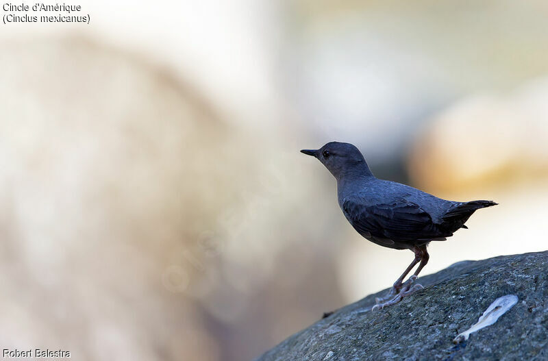 American Dipper