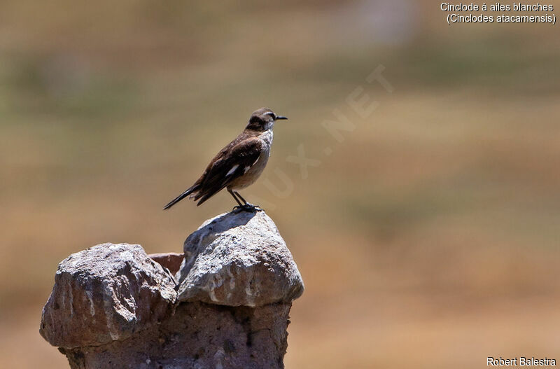 White-winged Cinclodes