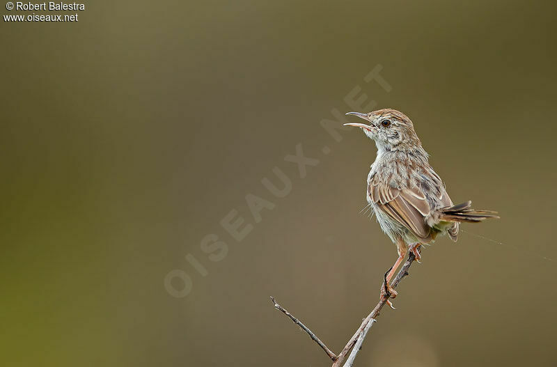 Grey-backed Cisticola