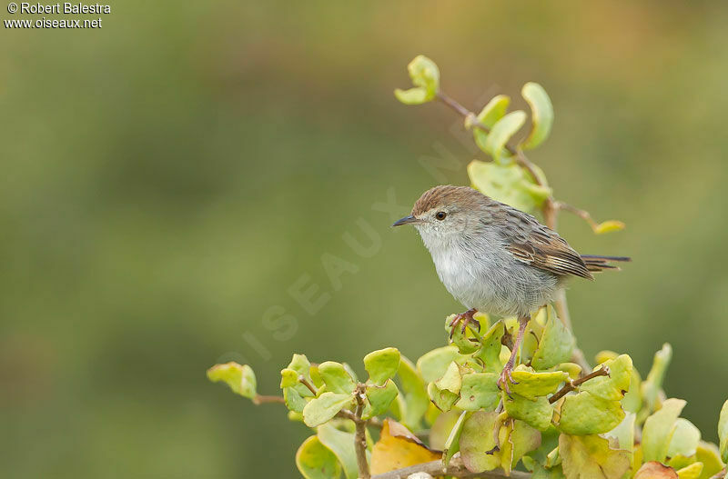 Grey-backed Cisticola