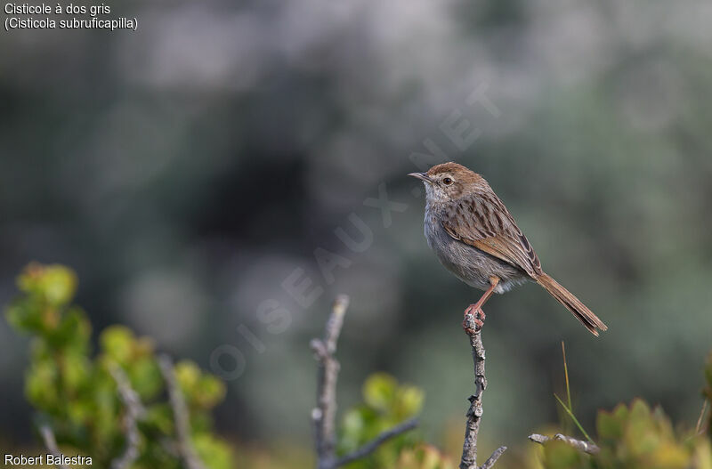 Grey-backed Cisticola