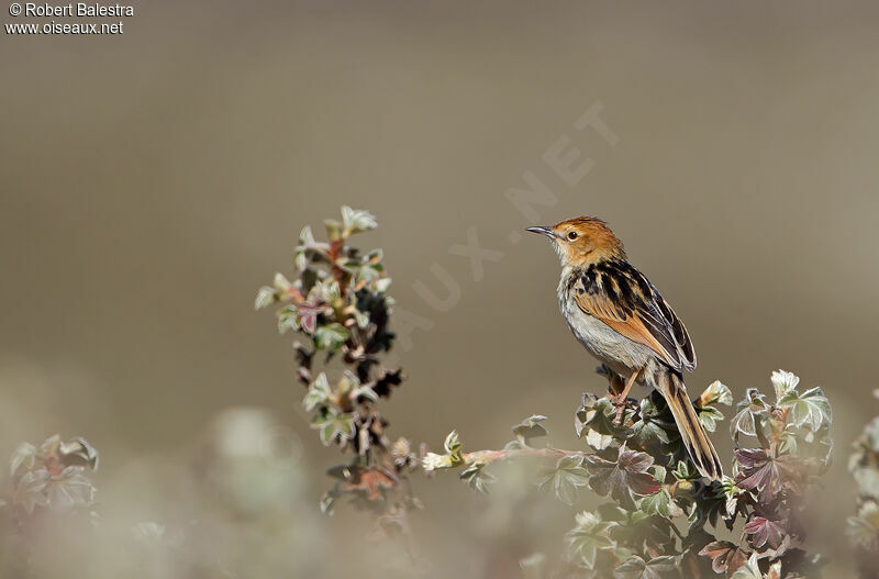 Ethiopian Cisticolaadult, identification