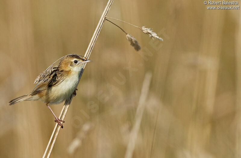 Zitting Cisticola