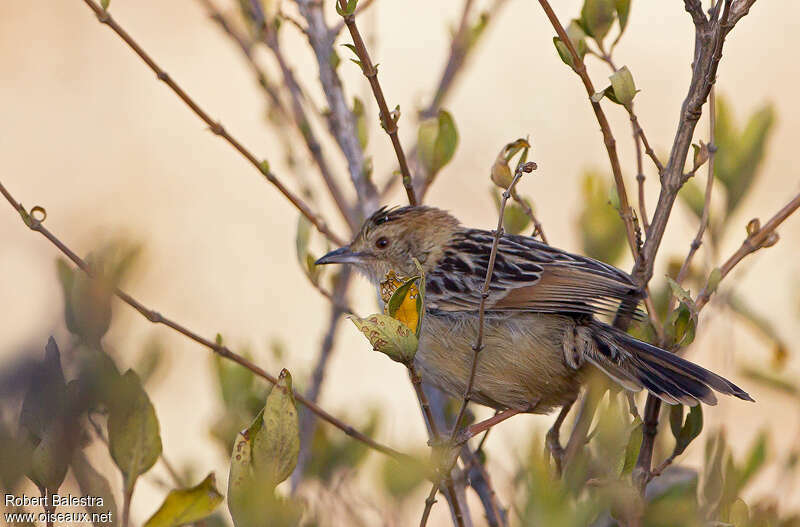 Stout Cisticolaadult, identification