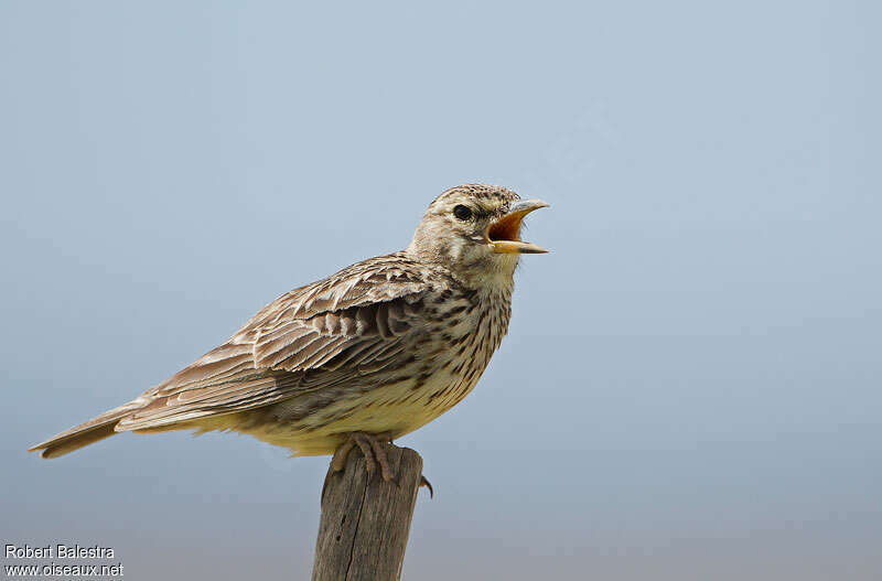 Large-billed Larkadult, song