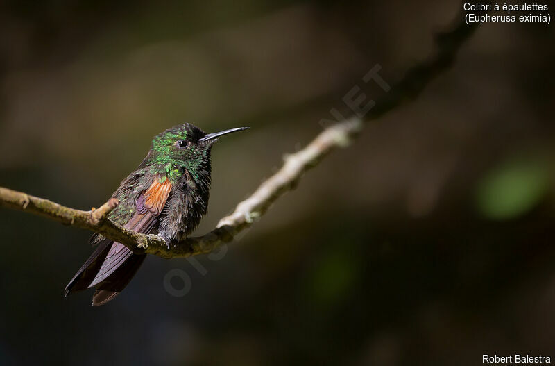 Colibri à épaulettes