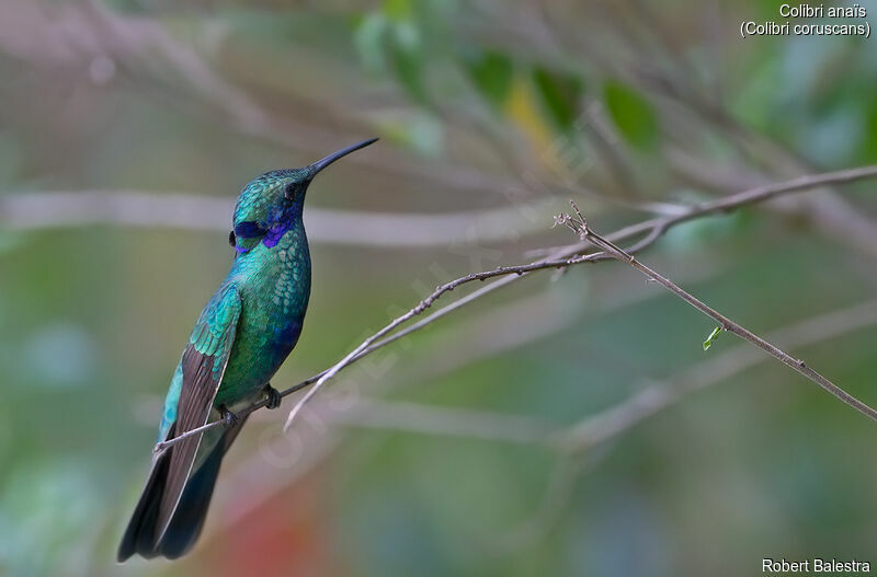 Colibri anaïs