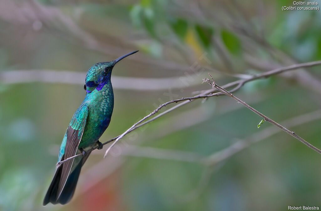 Colibri d'Anaïs