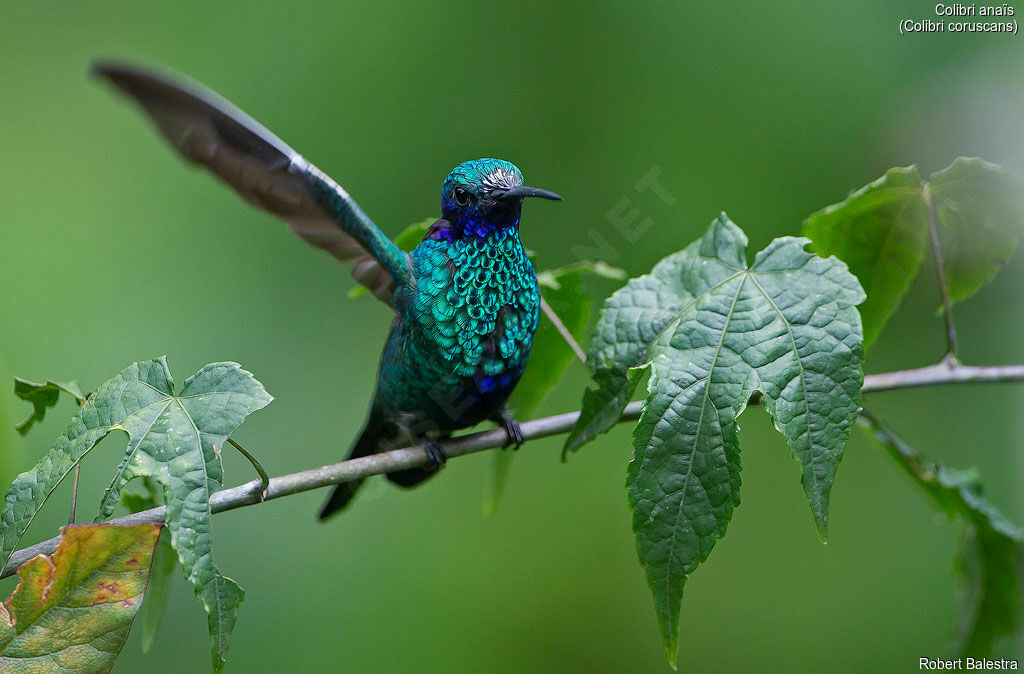 Colibri d'Anaïs
