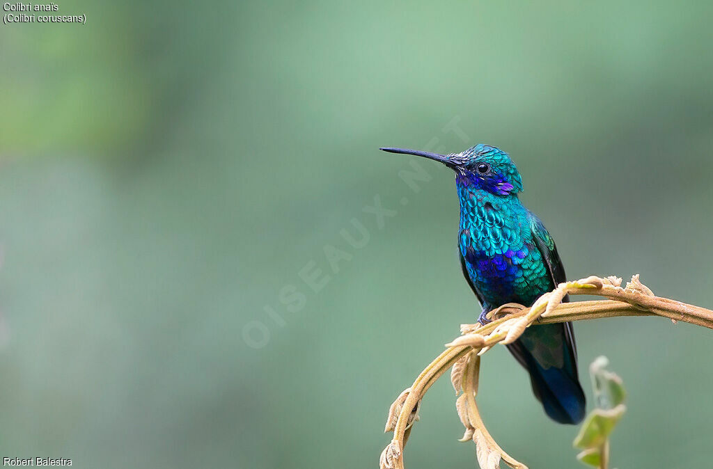 Colibri d'Anaïs