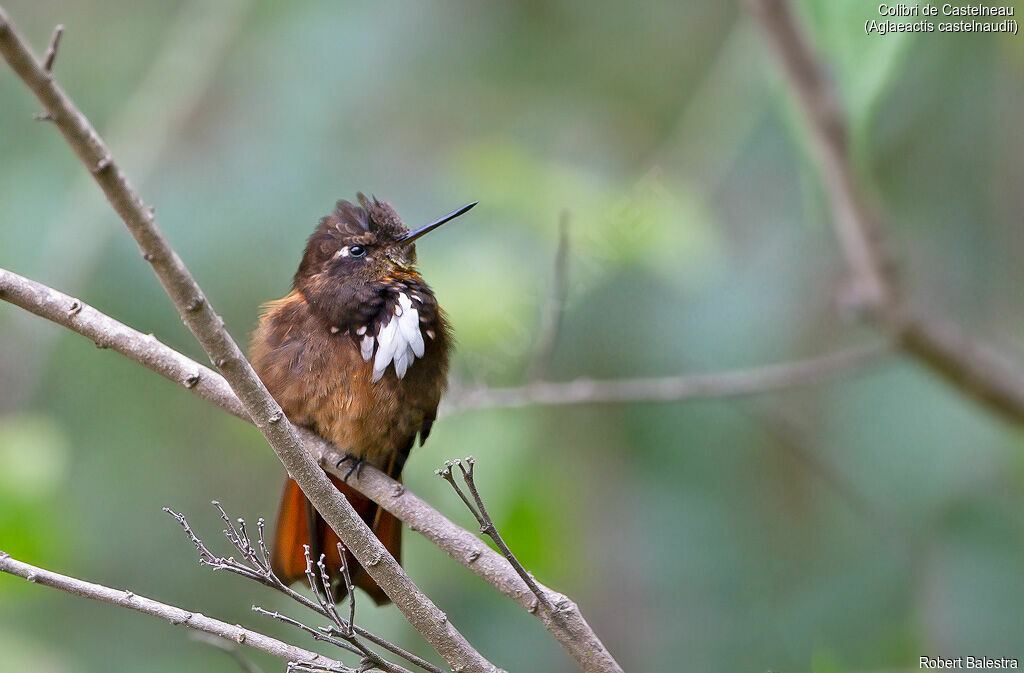 Colibri de Castelnau