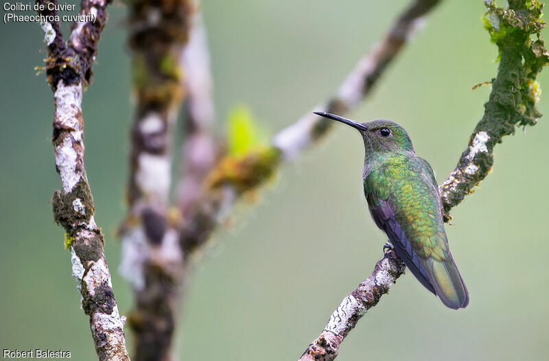 Scaly-breasted Hummingbird