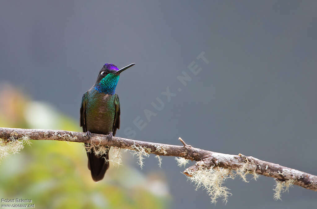 Colibri de la Talamanca