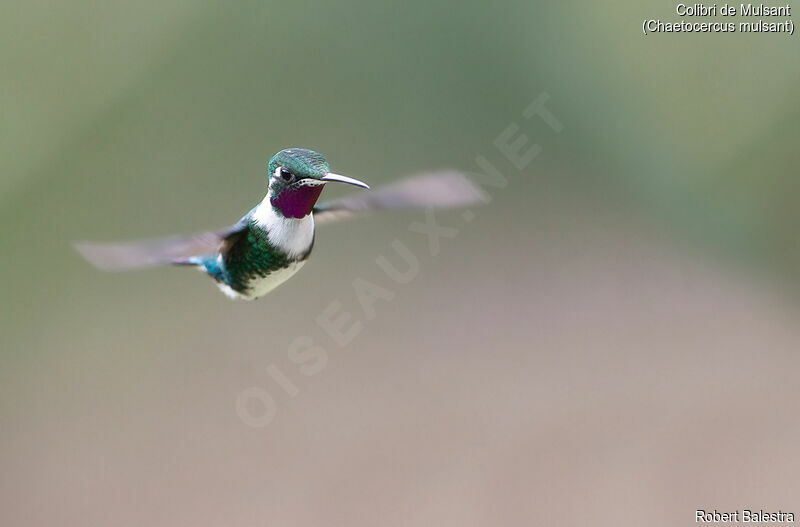 Colibri de Mulsant mâle