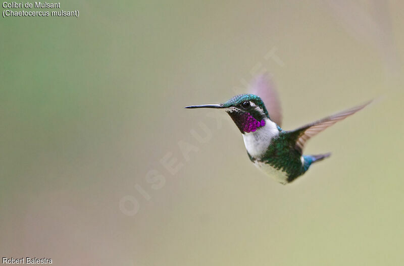 Colibri de Mulsant