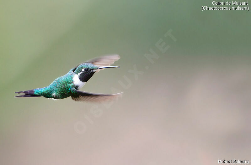 Colibri de Mulsant