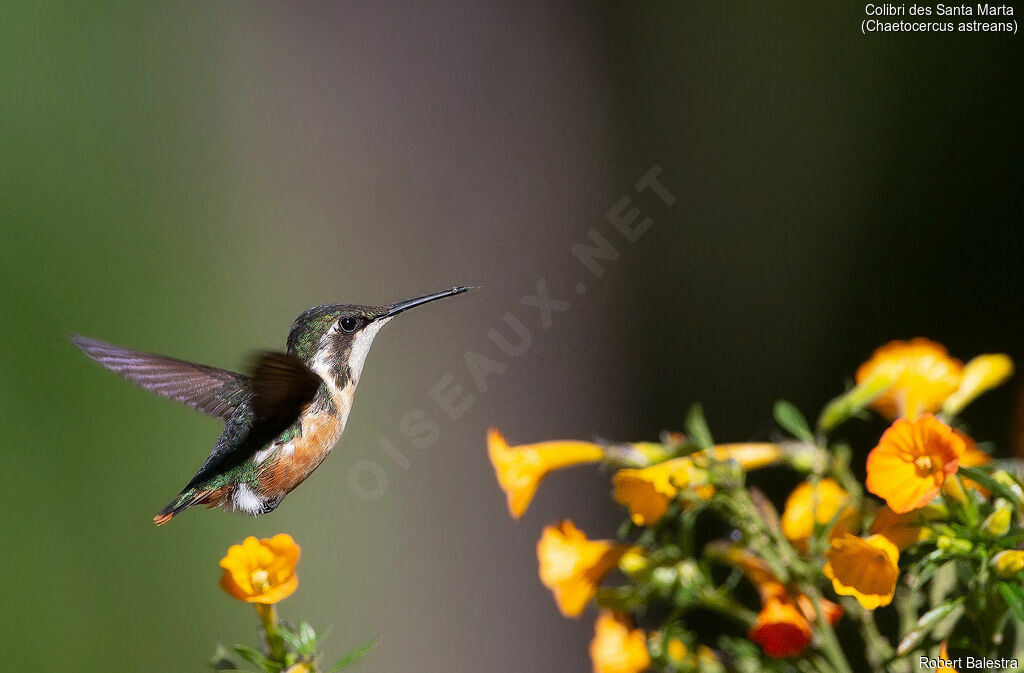 Colibri de Santa Marta