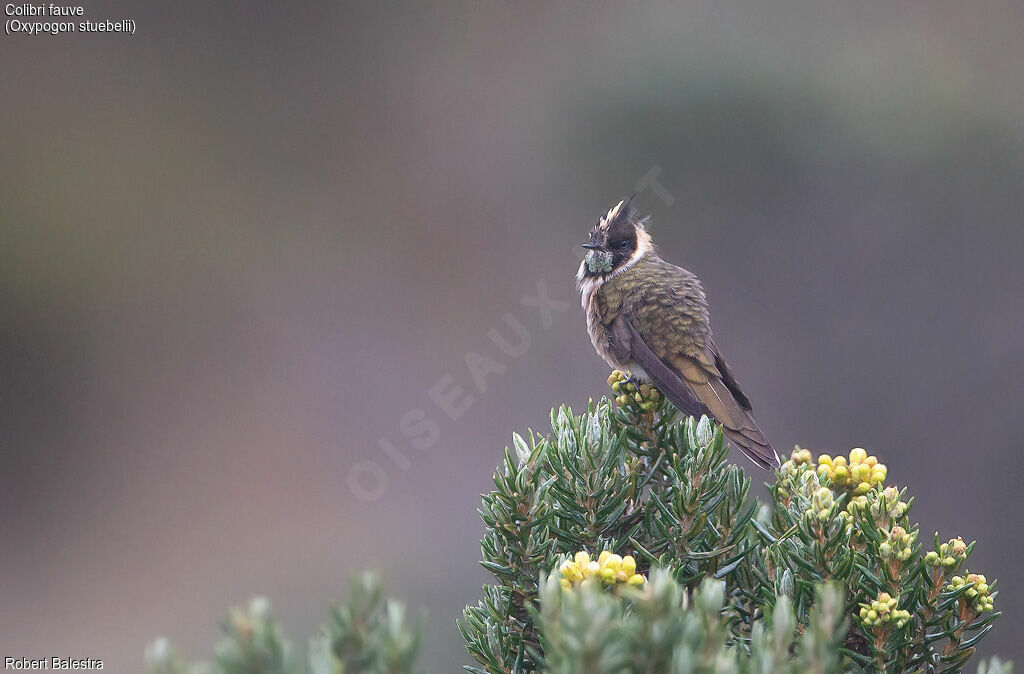 Colibri de Stübel