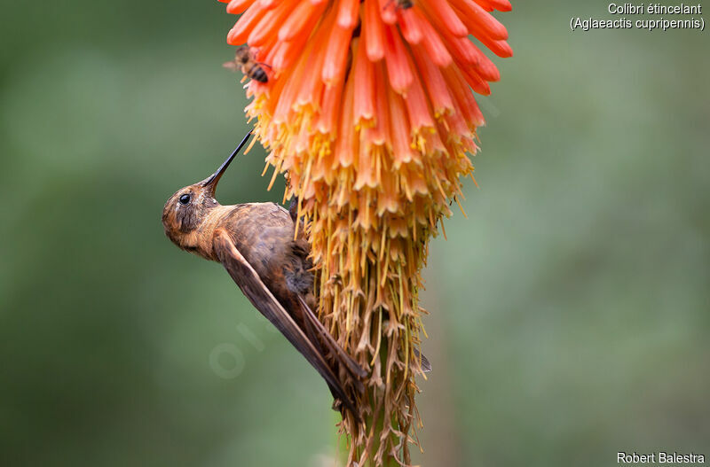 Colibri étincelant