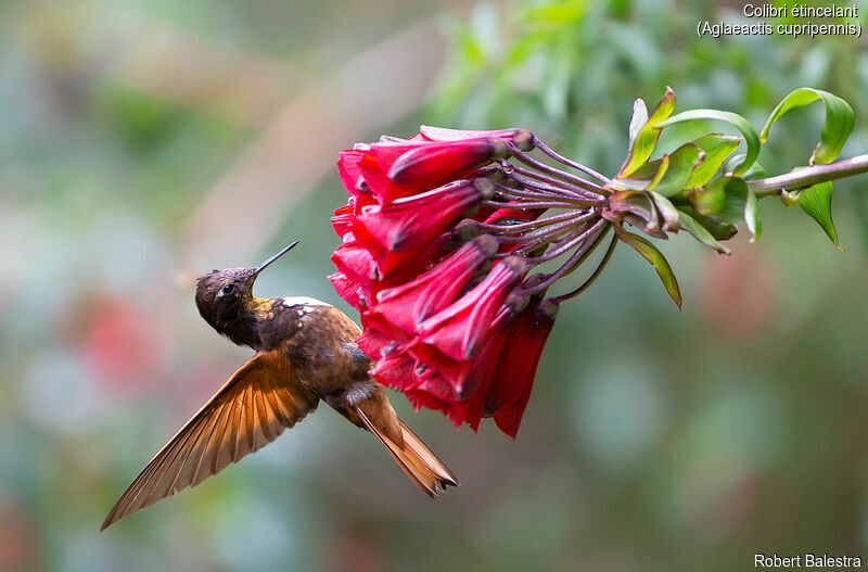 Colibri étincelant