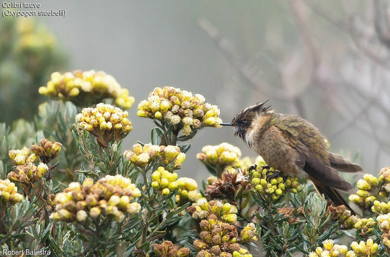 Colibri fauve