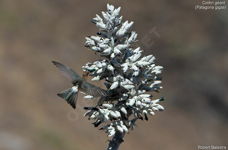 Giant Hummingbird