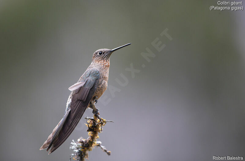 Colibri géant