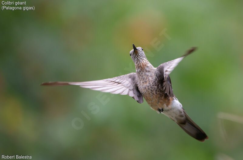 Colibri géant