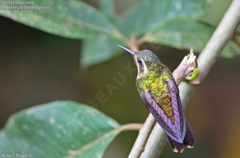 Colibri moucheté