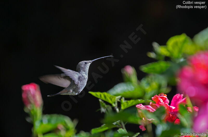 Oasis Hummingbird