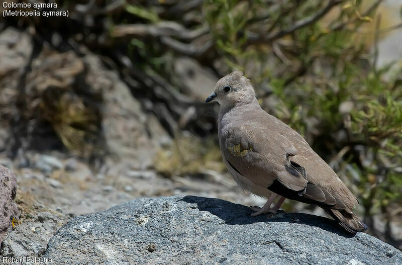 Golden-spotted Ground Dove