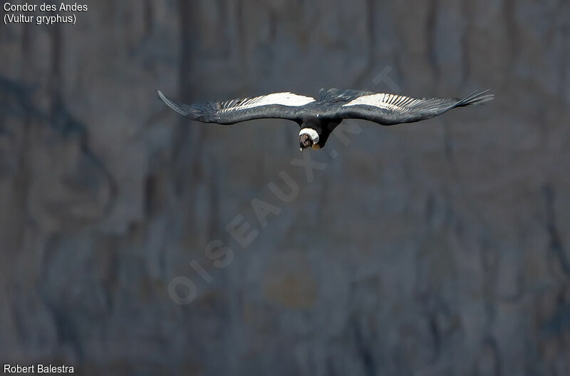 Andean Condor