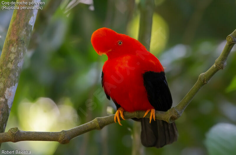 Andean Cock-of-the-rock