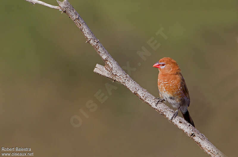 Purple Grenadier female adult, identification