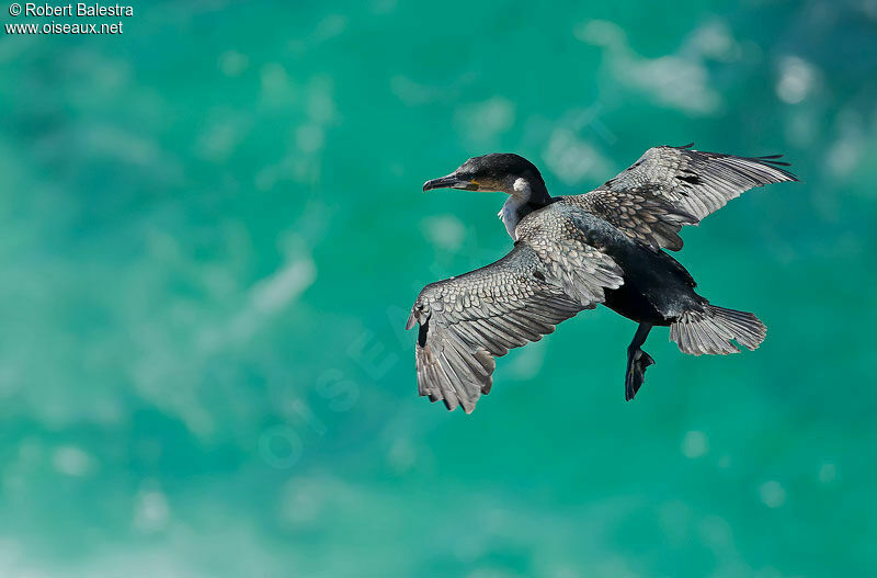 Cormoran à poitrine blanche