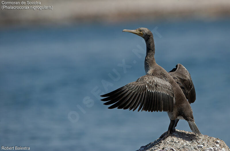 Socotra Cormorant