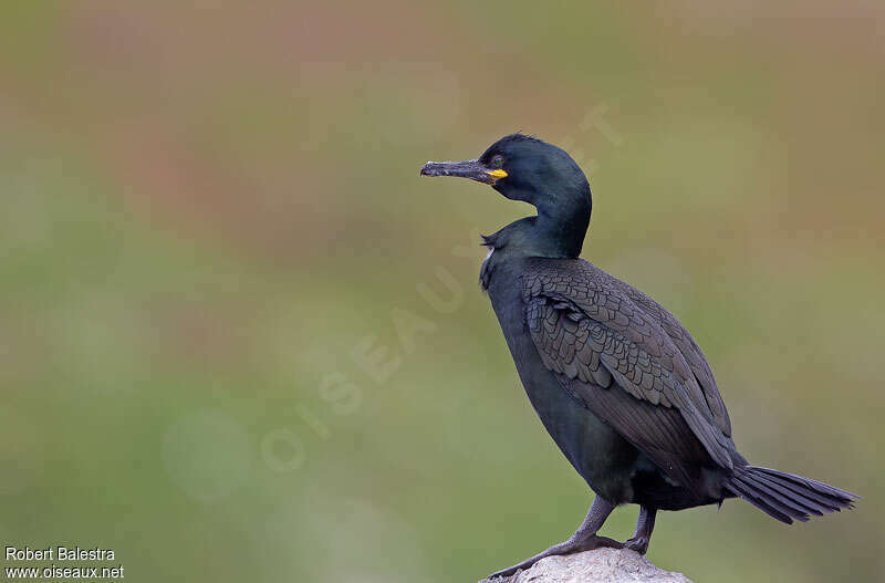 Cormoran huppéadulte internuptial, identification