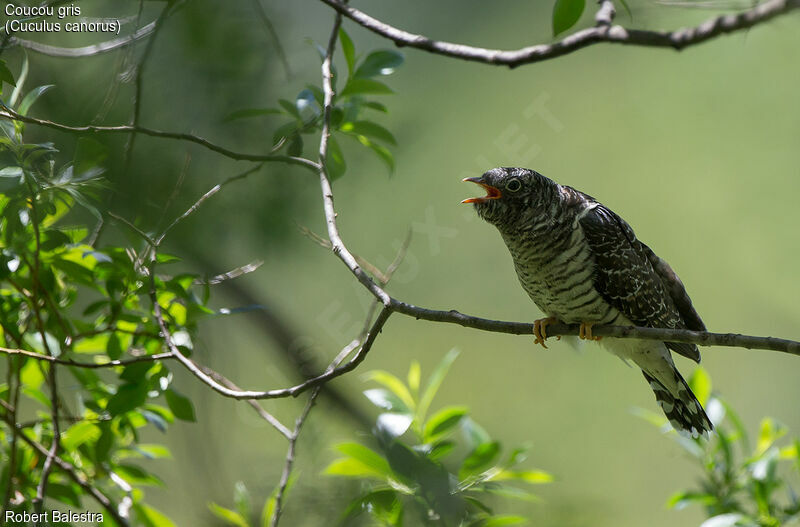 Common Cuckoo