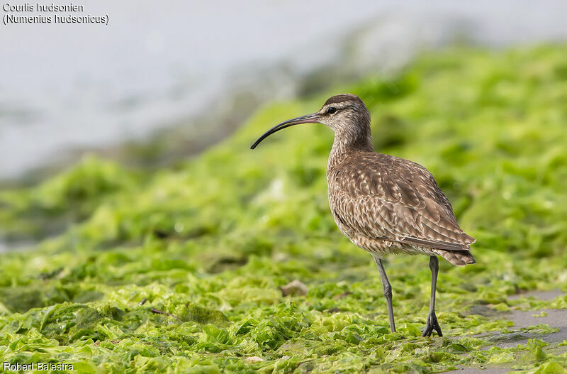 Hudsonian Whimbreladult, identification