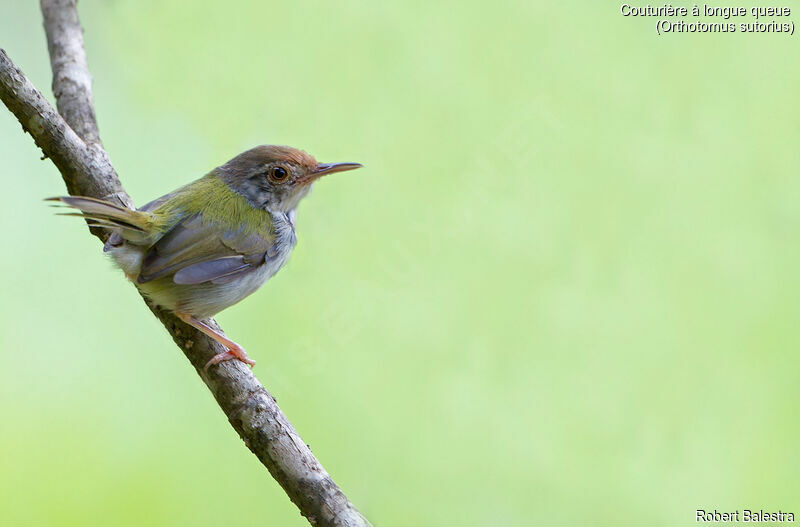 Common Tailorbird