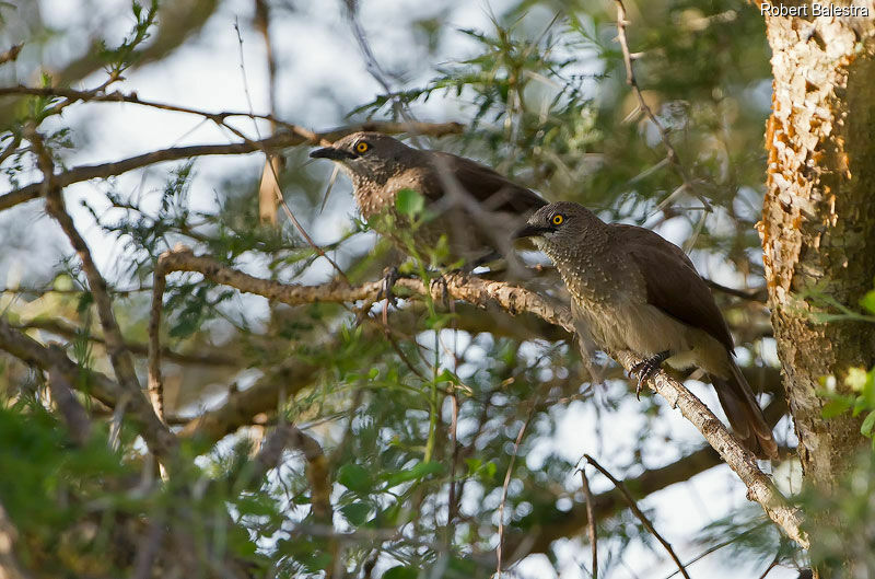 Brown Babbler