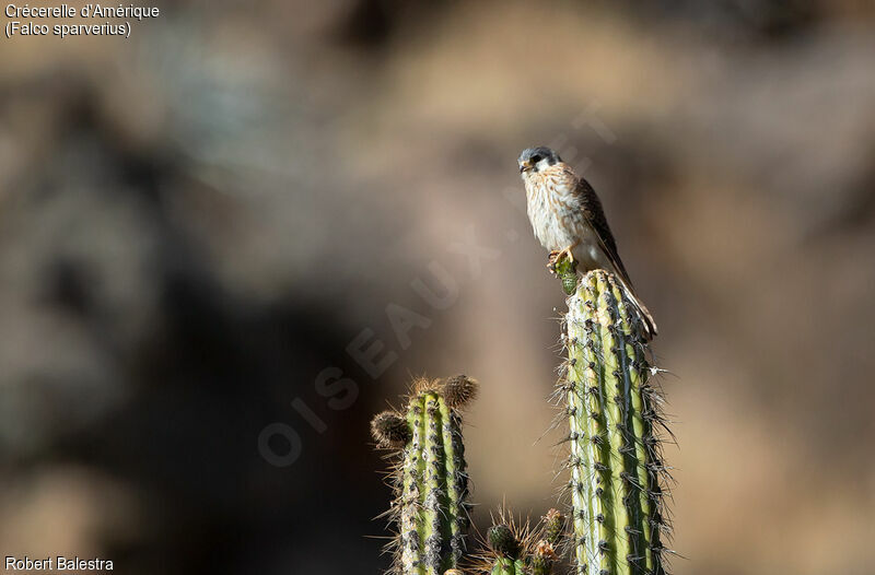 American Kestrel