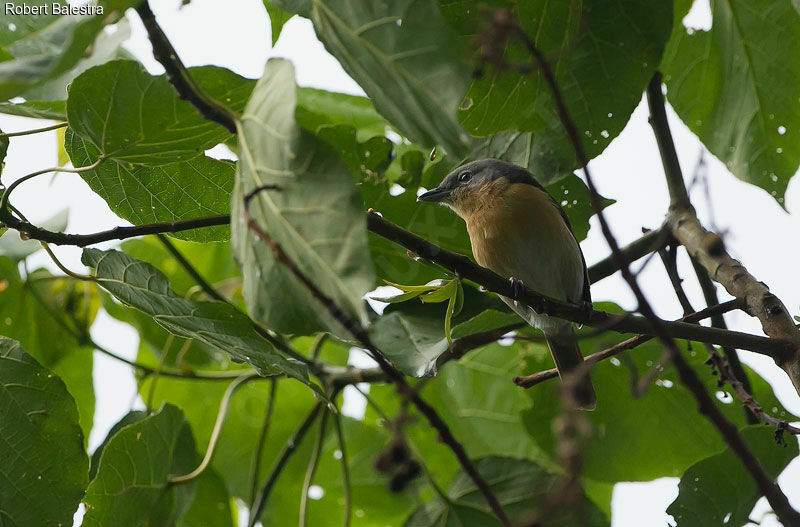 Pink-footed Puffback