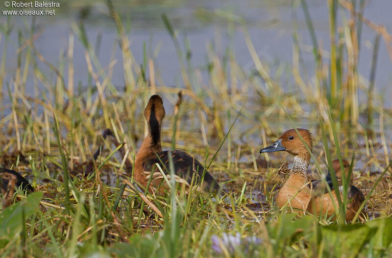 Fulvous Whistling Duck