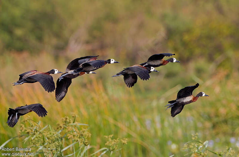 White-faced Whistling Duckadult, Flight