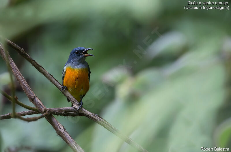 Orange-bellied Flowerpecker male