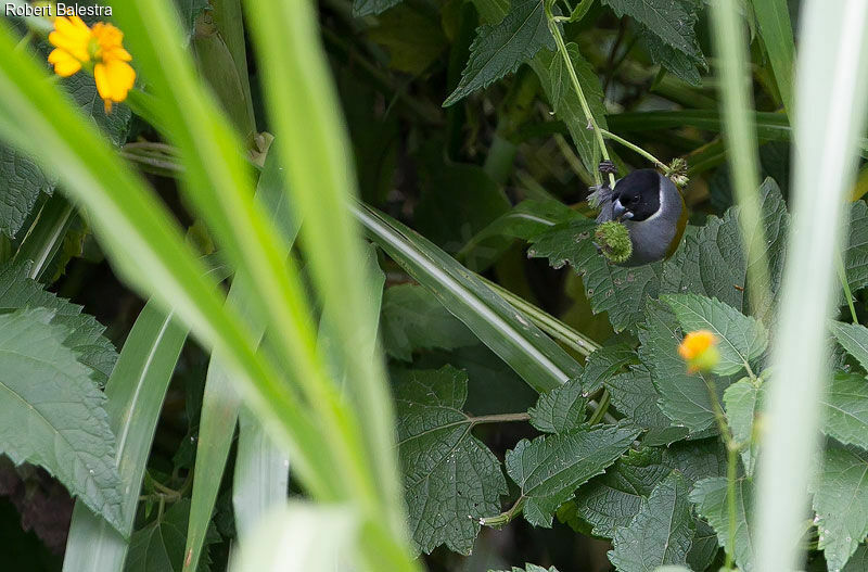 White-collared Oliveback