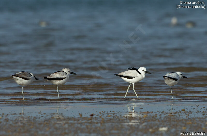 Crab-plover