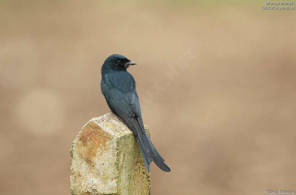 Drongo bronzé